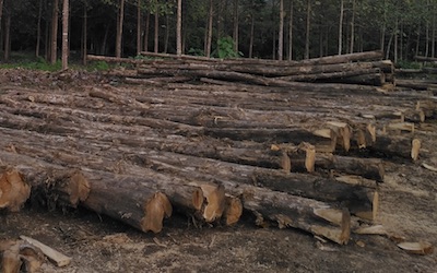 Teak Round Logs